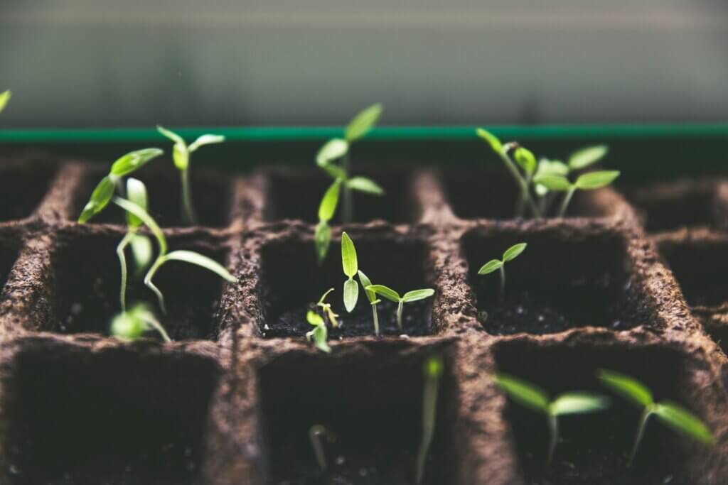 Close-up of starter seeds sprouting