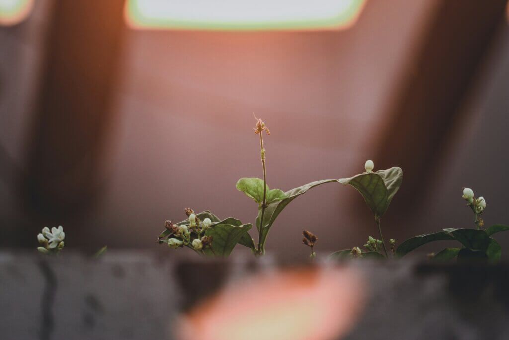 Green plant sprouting in the soil.